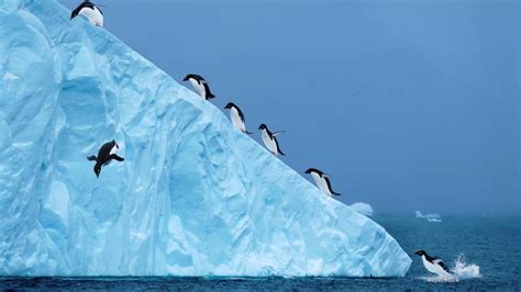 Adelie Penguins On An Iceberg Antarctica Desktop Wallpaper