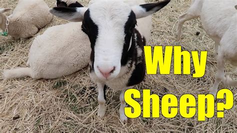 5 Reasons To Consider Sheep For Your Homestead Youtube
