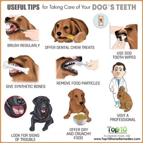 Greenway references the use of toothpaste but does not specify the type that should be used. Useful Tips for Taking Care of Your Dog's Teeth | Top 10 ...