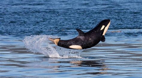 Speaker Series A Natural History Of Killer Whales In Bc Hornby