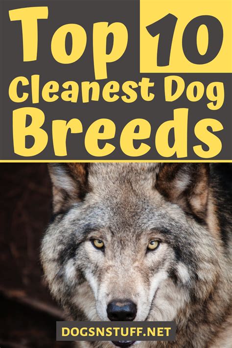 10 Cleanest Dog Breeds Neat Freaks Should Own Dog Breeds Low