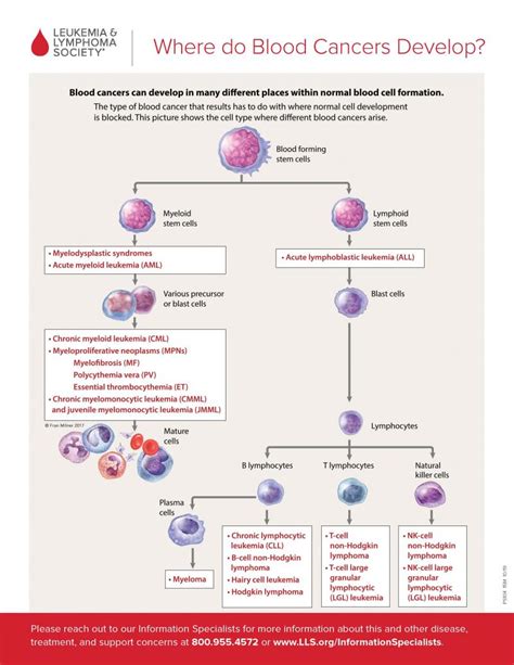 Where Do Blood Cancers Develop Leukemia And Lymphoma Society