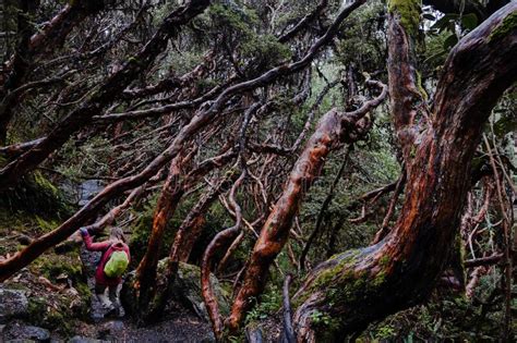 A Woman Hiking In A Paper Tree Forest Endemic To The Highlands Of The