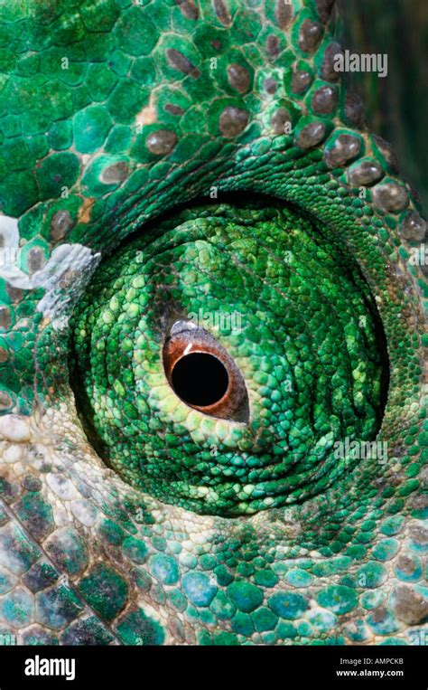 Hiding Chameleon Hi Res Stock Photography And Images Alamy