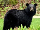 Animals of the world: American Black Bear