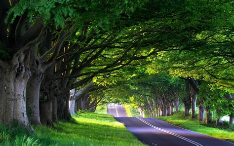 木が通りに並んで 夏の風景の壁紙 2560x1600ダウンロード