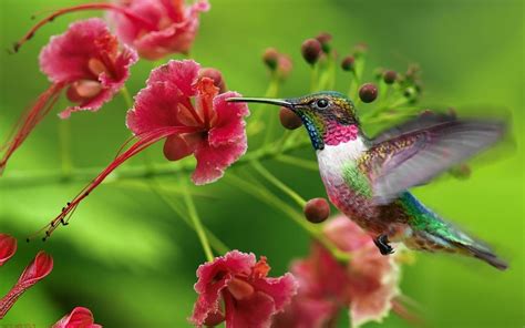 hummingbird wallpaper  background image