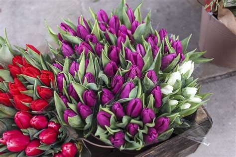 Purple And Pink Tulips In Buckets Stock Photo Image Of Blossom