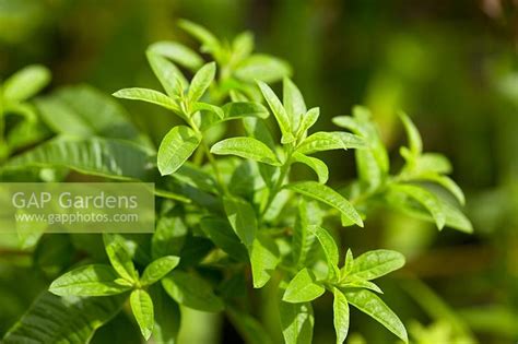 Huge collection, amazing choice, 100+ million high quality, affordable rf and rm images. Aloysia triphylla - ... stock photo by Claire Takacs, Image: 0144843