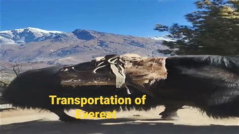 Yak Is So Kind Animals In Khumbu Region Nepal Youtube