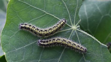 Small green caterpillar with a few black spots. Large White Butterfly Caterpillars In Close Up. Stock ...