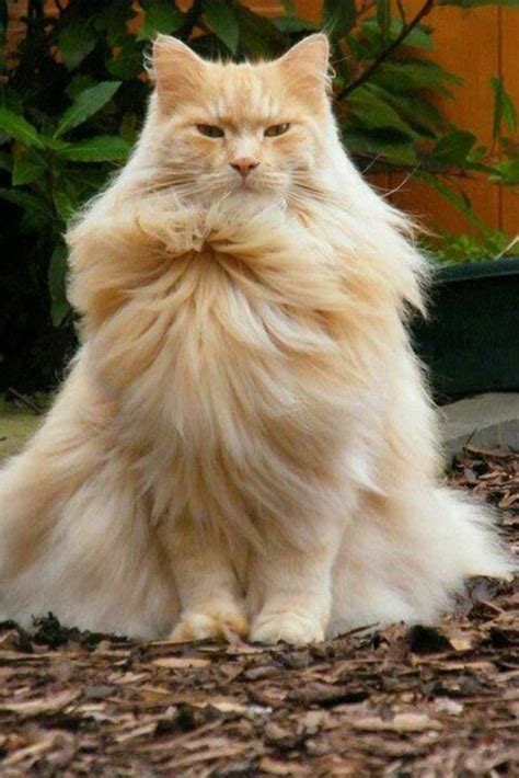 This Magnificent Cat Just Went Super Saiyan