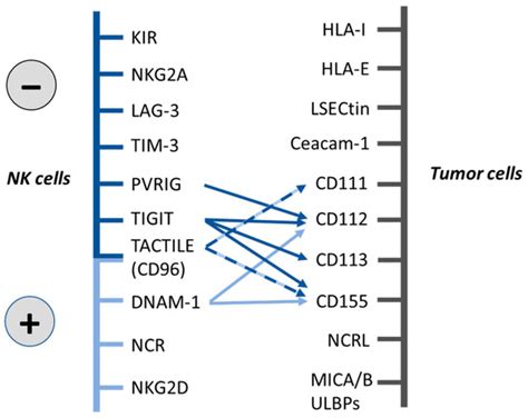 Cancers Free Full Text Dnam And The Tigit Pvrig Tactile Axis