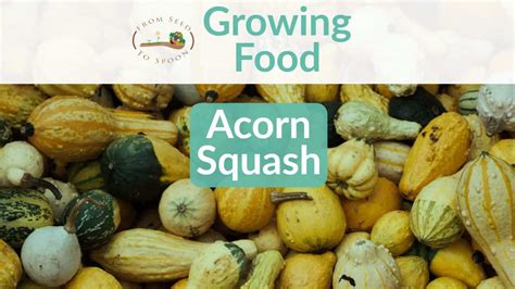 Acorn Squash How To Grow And When To Plant In Your Backyard Or Patio