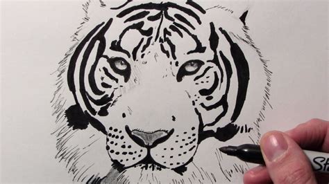 Imagen Imagen Dibujos De Tigres A Lapiz Faciles Thptletrongtan