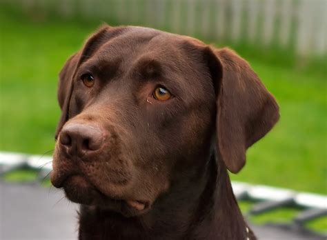 Check spelling or type a new query. 25 Wonderful Chocolate Labrador Retriever Dog Pictures And Images