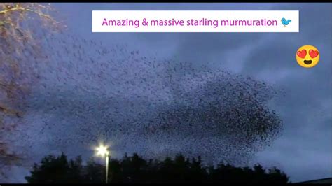 Amazing And Massive Starling Murmuration 🐦😍 Youtube