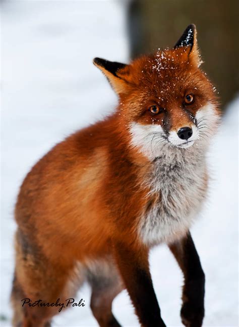 The Red Fox3 By Picturebypali On Deviantart