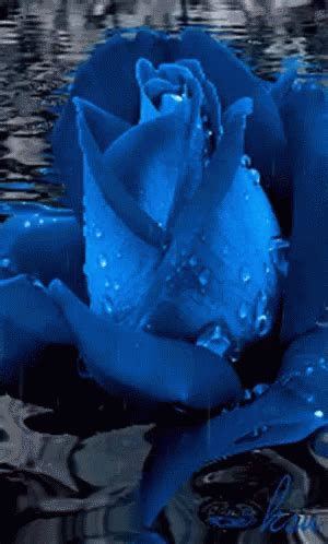 Blue Rose Gif Blue Rose Discover Share Gifs Roses Gif Flowers