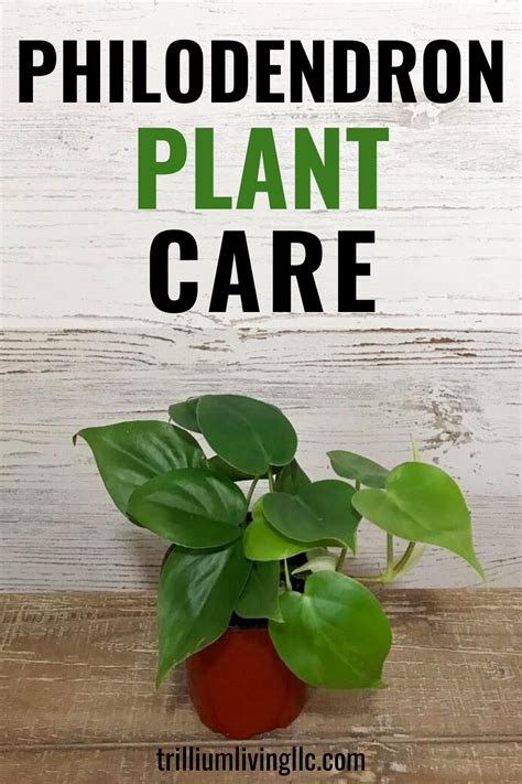 How To Grow Philodendron Types And Care Tips Trillium Living Philodendron Plant Philodendron