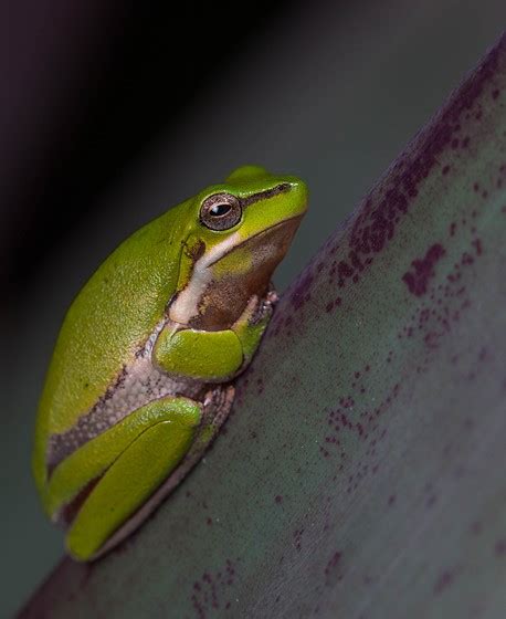 Dwarf Green Tree Frog Qld Australia Nature And Wildlife Photography