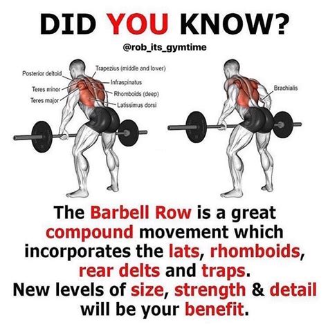 barbell rows are a full body compound exercise they work your upper back lower back hips and