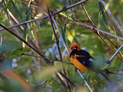 Guatemala Birding And Nature Tour 2023 Naturalist Journeys