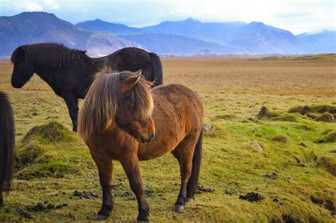 Icelandic Horses Every Day A Vacation
