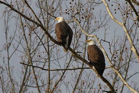 Bald Eagles Nesting At Cuyahoga Valley National Park