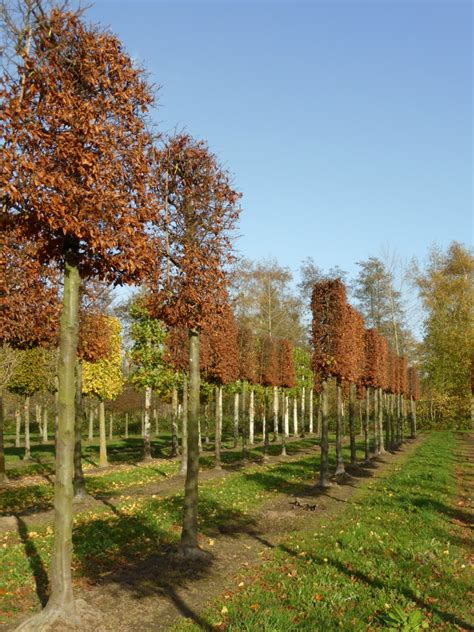 Fagus Sylvatica Atropunicea Purple Beech Van Den Berk Nurseries