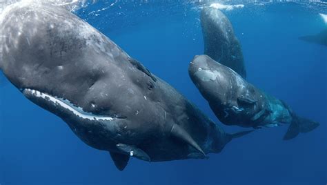 How Do Whales Sleep Iflscience