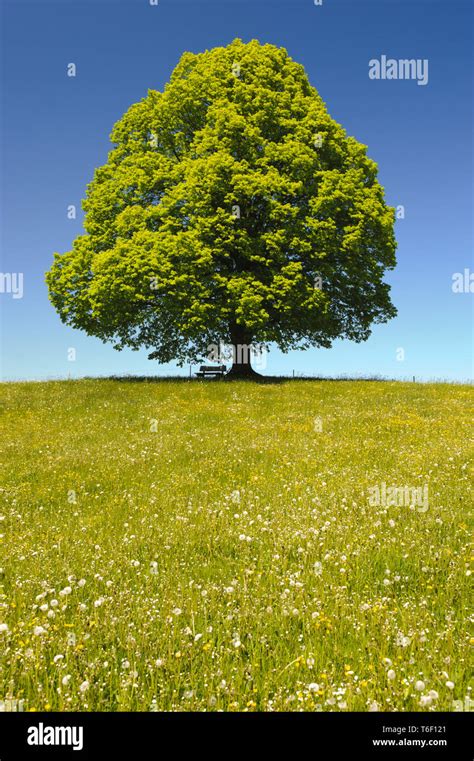 Linden Tree Genus Tilia Stock Photo Alamy