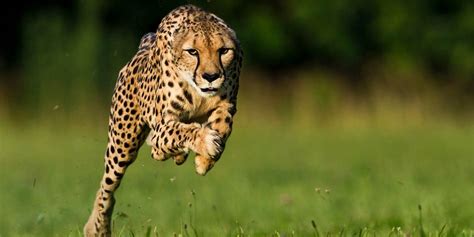 The Fastest Animals Top 10 Animals Speed