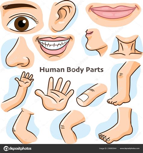 Parts Of The Body Clip Art Library Photos