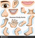 Cartoon Little Girl Vocabulary Of Human Body Parts Ve - vrogue.co