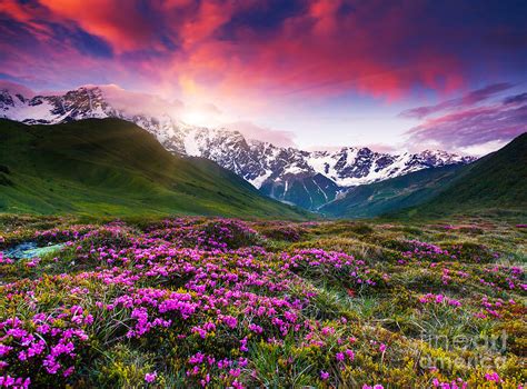 Sunrise Over Australian Mountains And Lavender Fields Photograph By