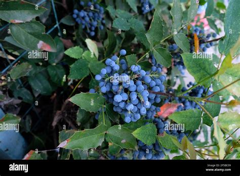 Mahonia Is An Evergreen Shrub Mahonia Fruits Blue Berries On An