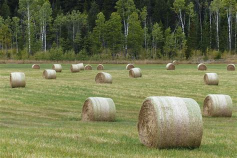 Edit Free Photo Of Hay Balls Field Grass Landscape Needpix