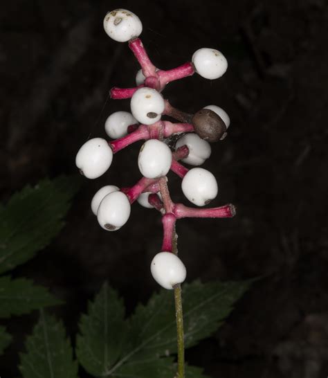 Actaea Pachypoda White Baneberry