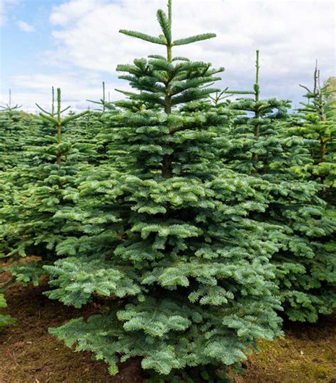 Noble Fir Christmas Trees Ireland Kildare Dublin Wicklow