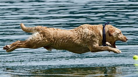 Dog Jumping On Water Animals Dog Hd Wallpaper Wallpaper Flare