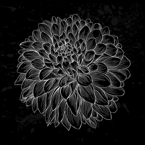 Beautiful Monochrome Black And White Dahlia Flower Isolated Hand Drawn Contour Lines And