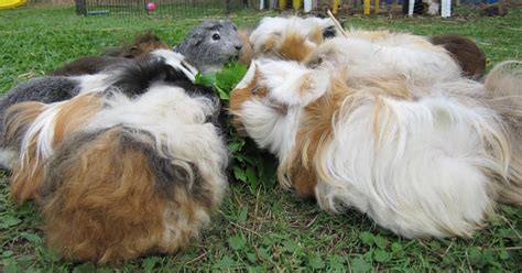 All Things Guinea Pig The Journey Towards A New Breed