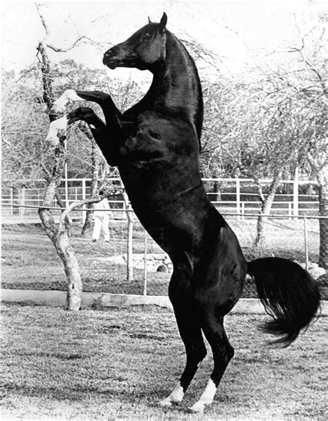 Equine Stars Of Pop Culture And History San Antonio Express News