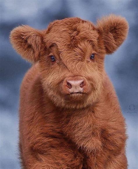 Arcane Wildlife On Instagram Highland Cattle Calf An Ancient