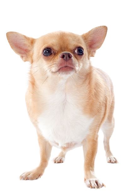 Premium Photo Fat Chihuahua