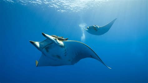 Manta Ray Maldives Traveller