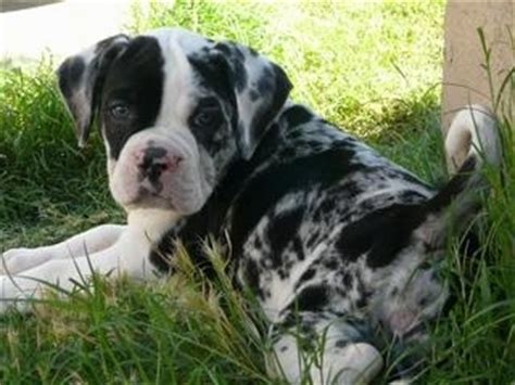 Adopt a purebred alapaha blue blood bulldog puppy today! Alapaha Blue Blood Bulldog Dog Breed Pictures, 1