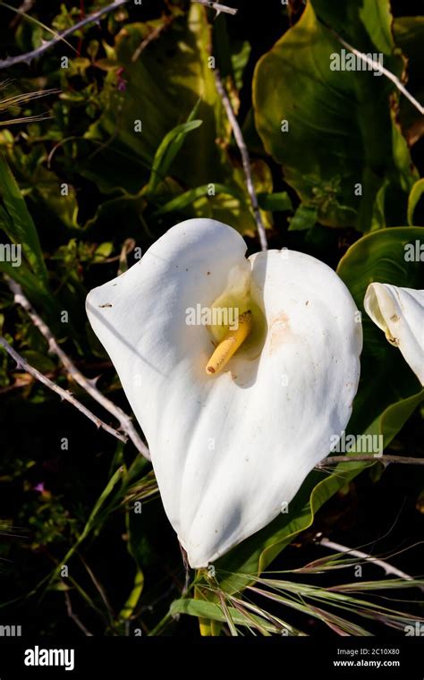 Arum Lily White Flower Stock Photo Alamy