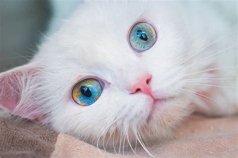 The Fascinating Facts Behind Cat Colors Catster